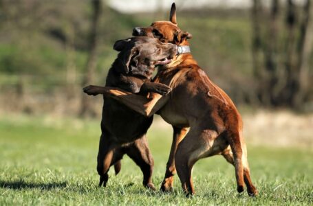 Köpeklerde kavga sonucu oluşan yaralara ilk 6 saat içinde müdahale edilmeli