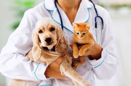 Kısırlaştırma, erkek kedi ve köpekleri pek çok hastalıktan koruyor
