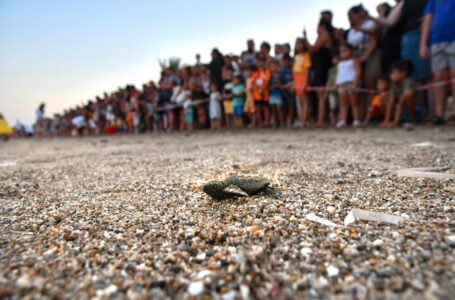 DAÜ SAGAM, DENİZ KAPLUMBAĞALARININ YAZ SEZONU YAVRU SALIMI